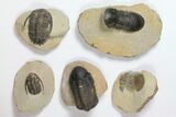 Lot: Assorted Devonian Trilobites - Pieces #119936-1